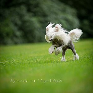 Flotter Feger