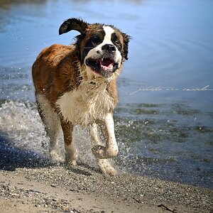 Wasserratte
