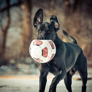 Herman, der Balljunge