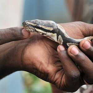 Python-Tempel, Ouidah
 6889