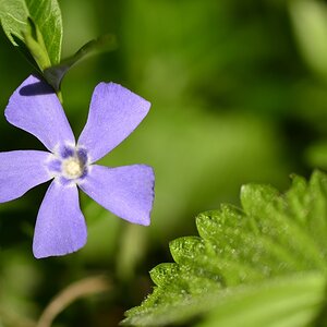 Blüte 12
