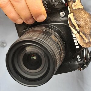 Auch Pythons lieben Nikon
Python-Tempel, Ouidah
6914