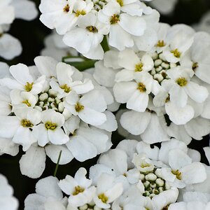 Blüte 13