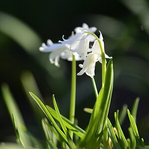 Blüte 14