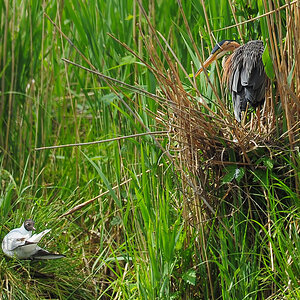 DSC 1951 P Reiher und L Möwe 1000