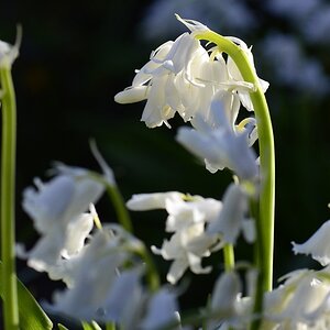 Blüte 16