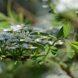 Blüte 17