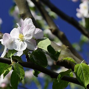 Blüte 18