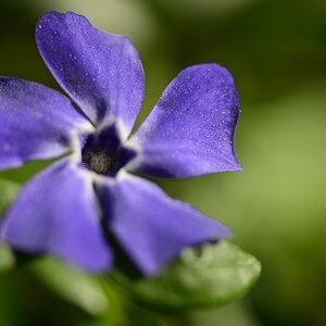 Blüte 19