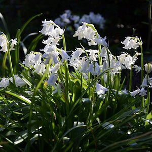 Blüte 21