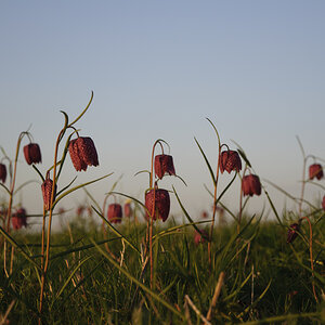 Schachbrettblumen Abends 00