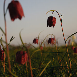 Schachbrettblumen Abends 01