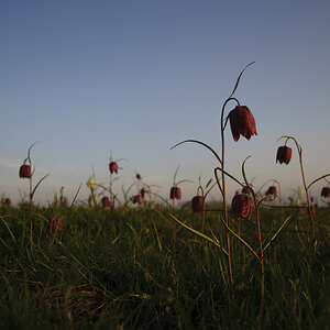 Schachbrettblumen Abends 02