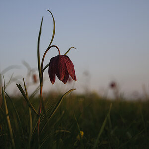 Schachbrettblumen Abends 04