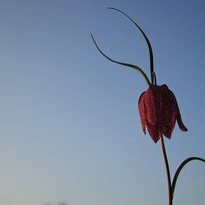 Schachbrettblumen Abends 07