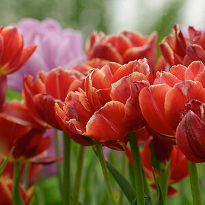 2567900tulpen