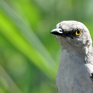 Spottdrossel (Northern Mockingbird)
Botanischer Garten, Georgetown
9552