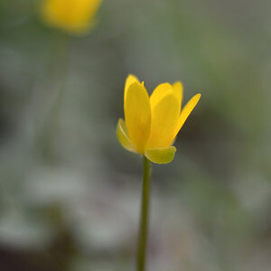 1081900dotterblumen