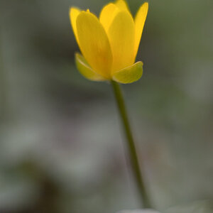 1082900dotterblumen