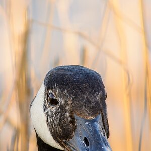 20130420 710691 [NIKON D7100] 600 mm,1 640 Sek. bei ƒ   8,0