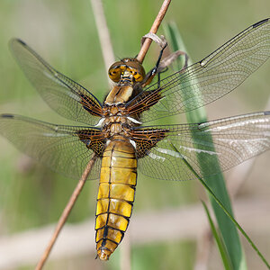 2013 05 02 Plattbauchlibelle (w)