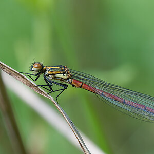 2013 05 05 Adonislibelle Frühe (w) 086