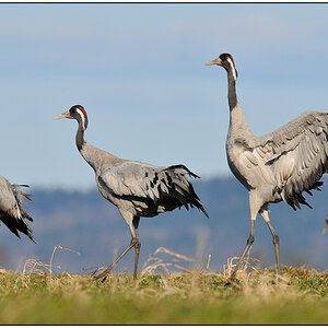 Kraniche 10
