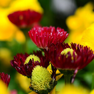35/1.8, 1/500, f1.8, ISO100, LR4