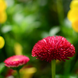 35/1.8, 1/1000, f1.8, ISO100, LR4