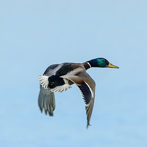 20130428 21036 [NIKON D2Xs] 500 mm,1 800 Sek. bei ƒ   6,3