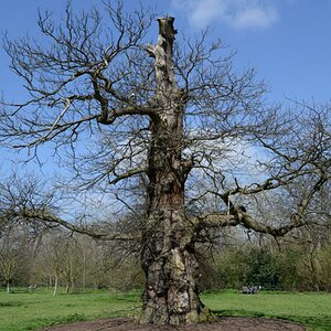 Kensington Park 
Baum, 600 Jahre alt