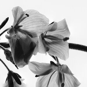 Blüte 4