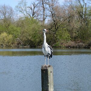 Heron