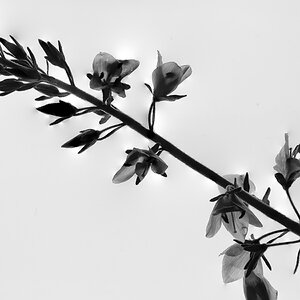 Blüte 5