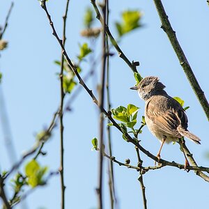20130505 2924 [NIKON D7100] 500 mm,1 800 Sek. bei ƒ   6,3