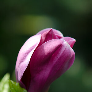 Magnolie