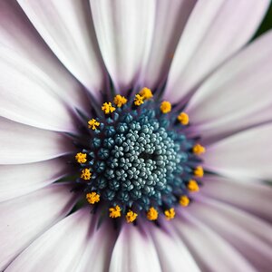Blumen 2310
