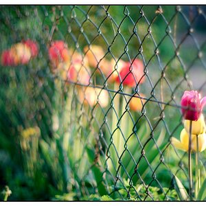 Tulips 12 55  D7K7291 1024