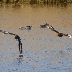 20130504 2273 [NIKON D7100] 500 mm,1 800 Sek. bei ƒ   7,1