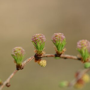 DSC 7384 25 4 13