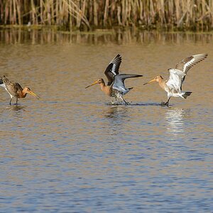 20130504 2277 [NIKON D7100] 500 mm,1 800 Sek. bei ƒ   7,1