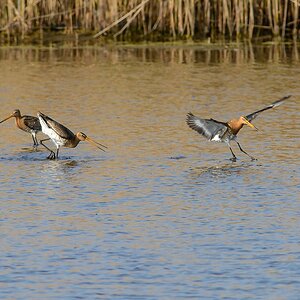 20130504 2283 [NIKON D7100] 500 mm,1 800 Sek. bei ƒ   7,1