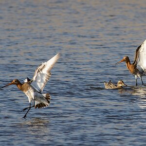 20130504 2332 [NIKON D7100] 500 mm,1 800 Sek. bei ƒ   4,8
