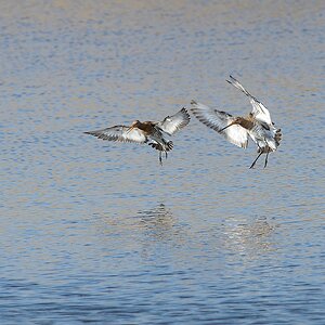 20130504 4986 [NIKON D4] 500 mm,1 1000 Sek. bei ƒ   8,0