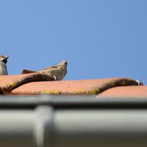DSC 7403 25 4 13