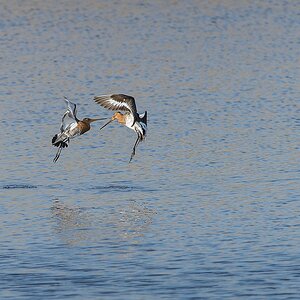 20130504 4990 [NIKON D4] 500 mm,1 1000 Sek. bei ƒ   8,0