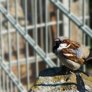 SPATZ