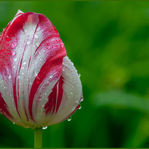 Tulpe