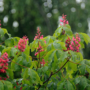 Sigma 400 f 5.6TestDSC 1338 11520 725