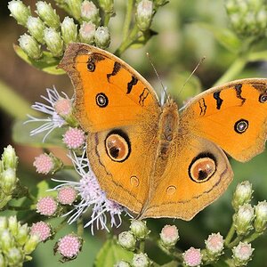 Schmetterling 6311
